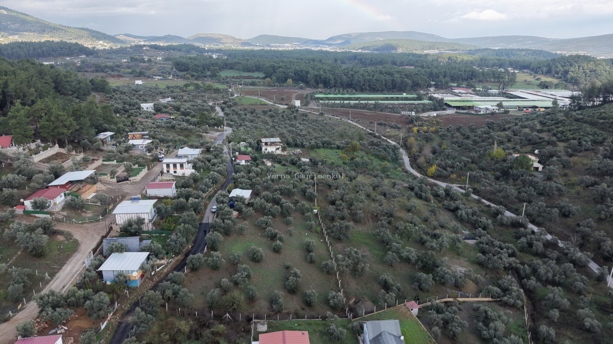 İZMİR ATAKÖYDE SATILIK 4.000 M2 TEKTAPU İÇERİSİNDE 2 EV OLAN ZEYTİNLİK - 2