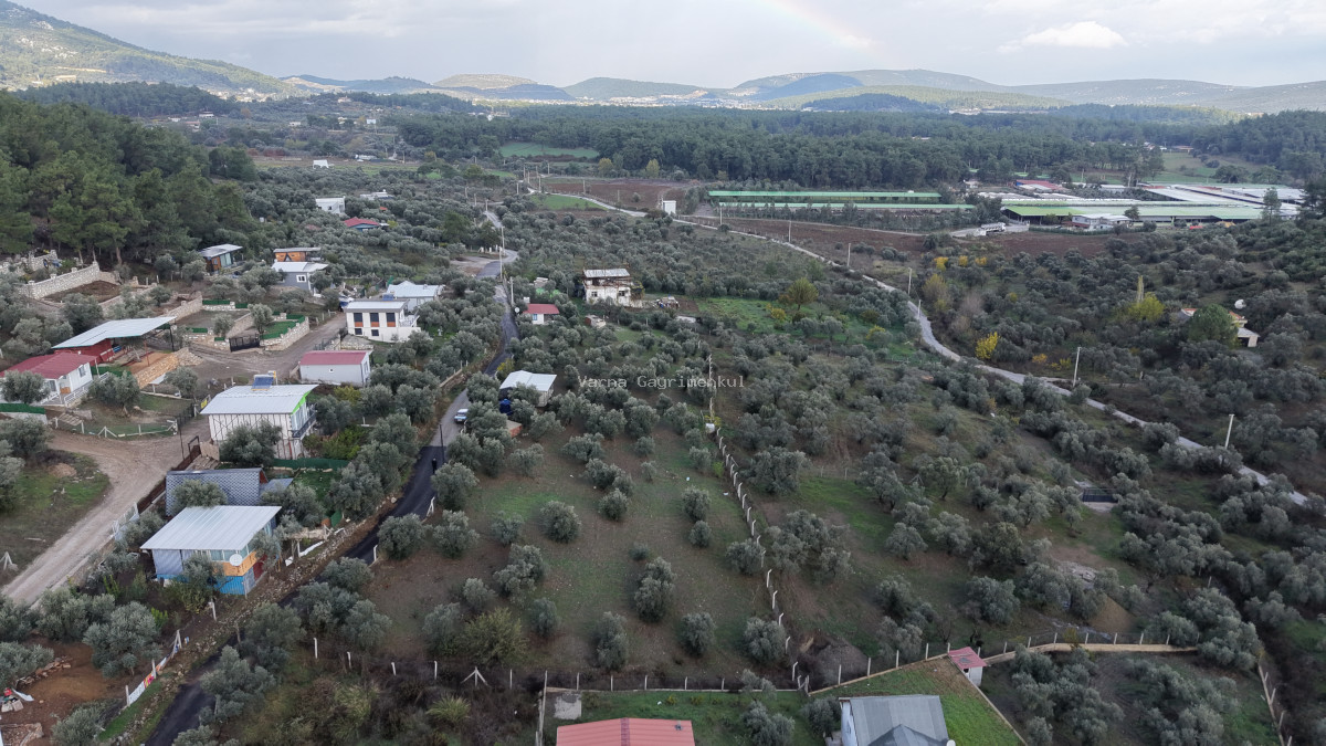 İZMİR ATAKÖYDE SATILIK 4.000 M2 TEKTAPU İÇERİSİNDE 2 EV OLAN ZEYTİNLİK - 3