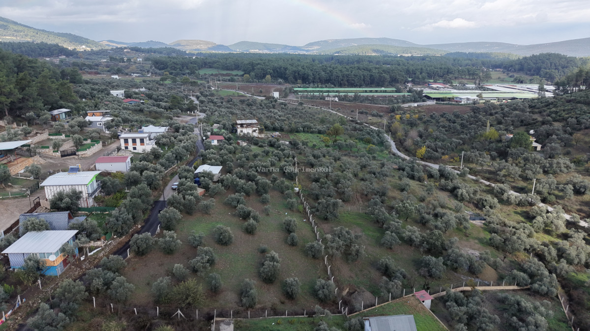 İZMİR ATAKÖYDE SATILIK 4.000 M2 TEKTAPU İÇERİSİNDE 2 EV OLAN ZEYTİNLİK - 4