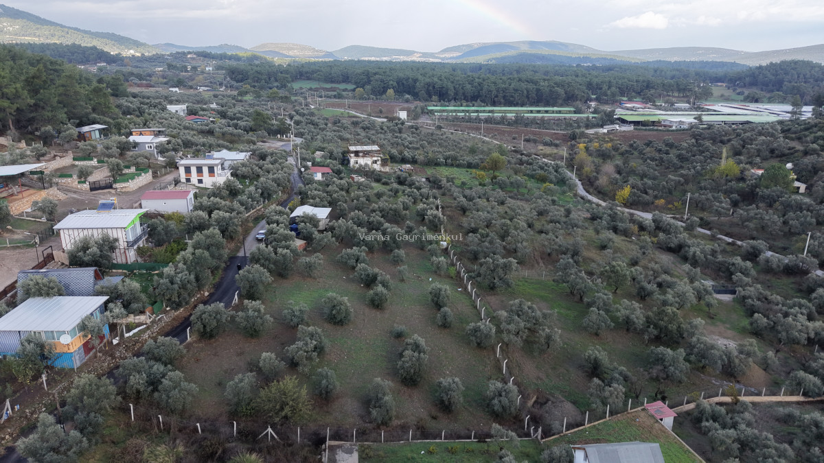 İZMİR ATAKÖYDE SATILIK 4.000 M2 TEKTAPU İÇERİSİNDE 2 EV OLAN ZEYTİNLİK - 5