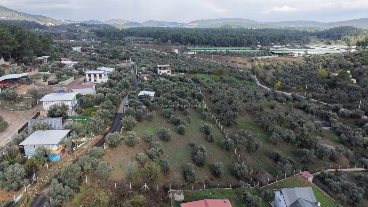 İZMİR ATAKÖYDE SATILIK 4.000 M2 TEKTAPU İÇERİSİNDE 2 EV OLAN ZEYTİNLİK - 6