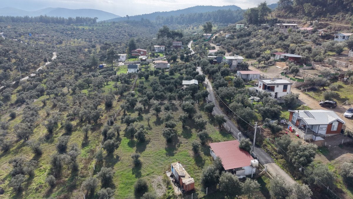 İZMİR ATAKÖYDE SATILIK 4.000 M2 TEKTAPU İÇERİSİNDE 2 EV OLAN ZEYTİNLİK - 8