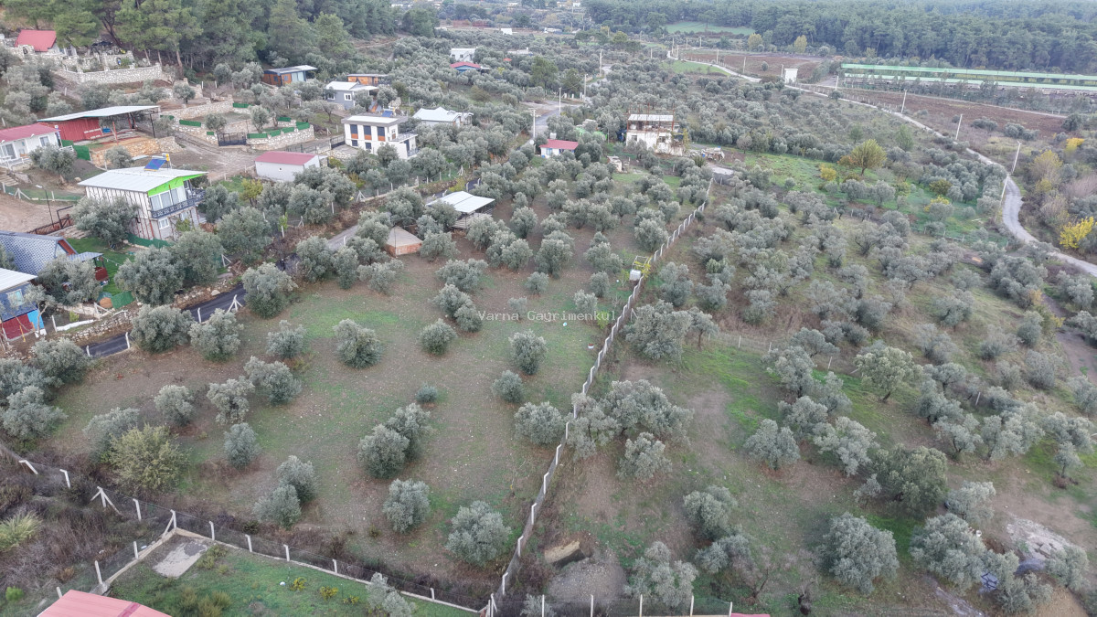 İZMİR ATAKÖYDE SATILIK 4.000 M2 TEKTAPU İÇERİSİNDE 2 EV OLAN ZEYTİNLİK - 10
