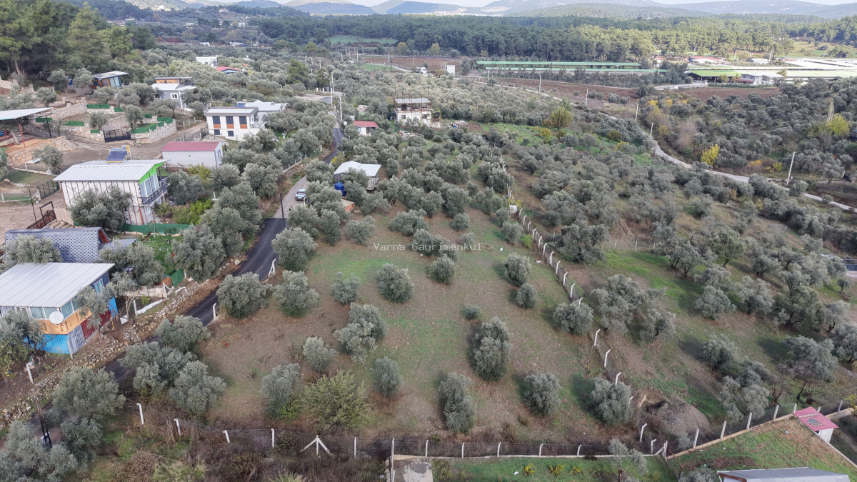 İZMİR ATAKÖYDE SATILIK 4.000 M2 TEKTAPU İÇERİSİNDE 2 EV OLAN ZEYTİNLİK - 11
