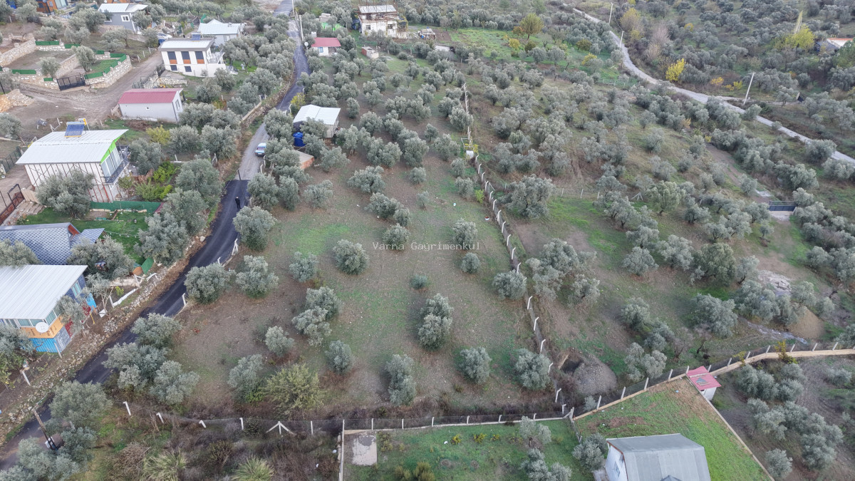 İZMİR ATAKÖYDE SATILIK 4.000 M2 TEKTAPU İÇERİSİNDE 2 EV OLAN ZEYTİNLİK - 12