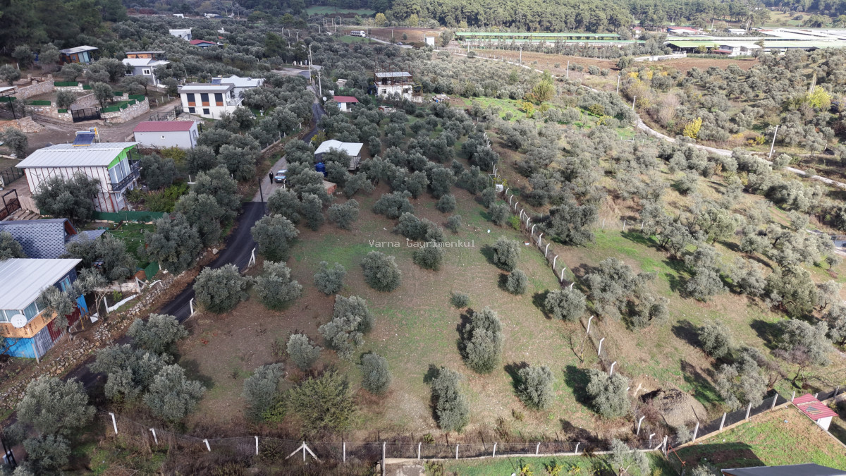 İZMİR ATAKÖYDE SATILIK 4.000 M2 TEKTAPU İÇERİSİNDE 2 EV OLAN ZEYTİNLİK - 15