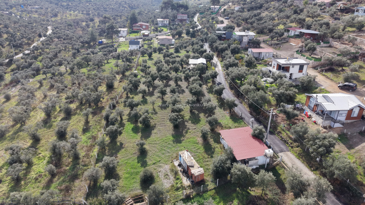 İZMİR ATAKÖYDE SATILIK 4.000 M2 TEKTAPU İÇERİSİNDE 2 EV OLAN ZEYTİNLİK - 16