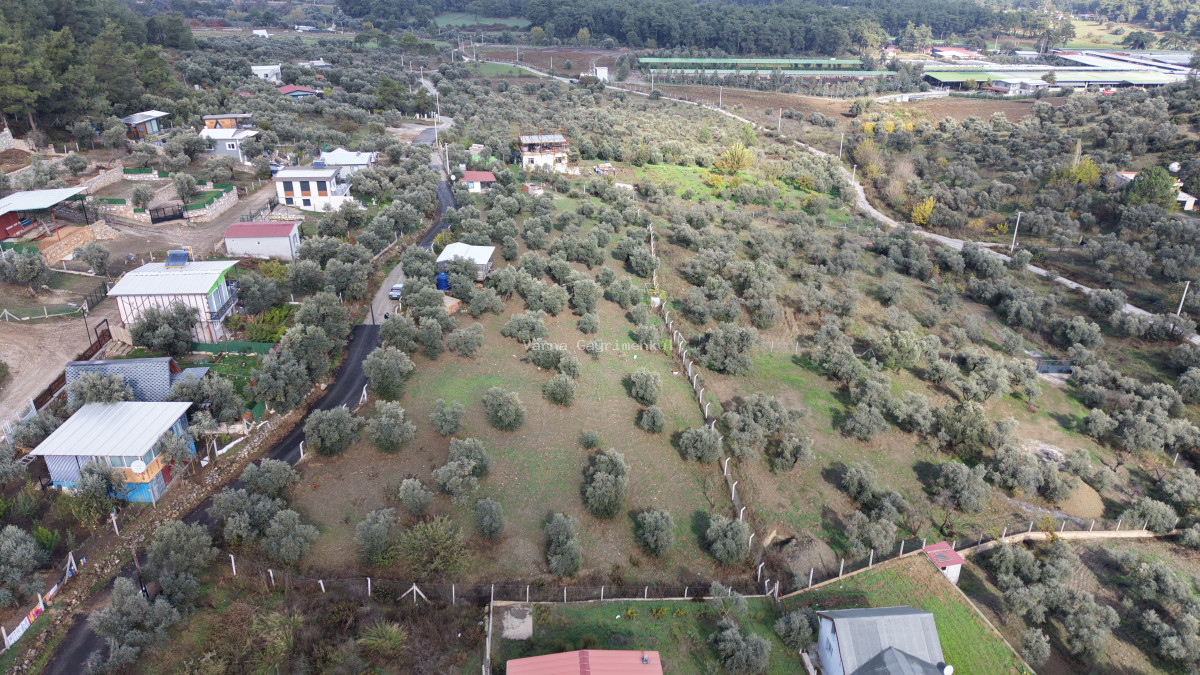 İZMİR ATAKÖYDE SATILIK 4.000 M2 TEKTAPU İÇERİSİNDE 2 EV OLAN ZEYTİNLİK - 17