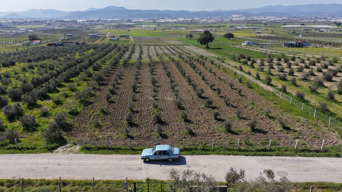 İZMİR TEKELİDE SATILIK TAPULU 170 M2 ASFALT CEPHE MANZARALI ZEYTİNLİ BAHÇELER