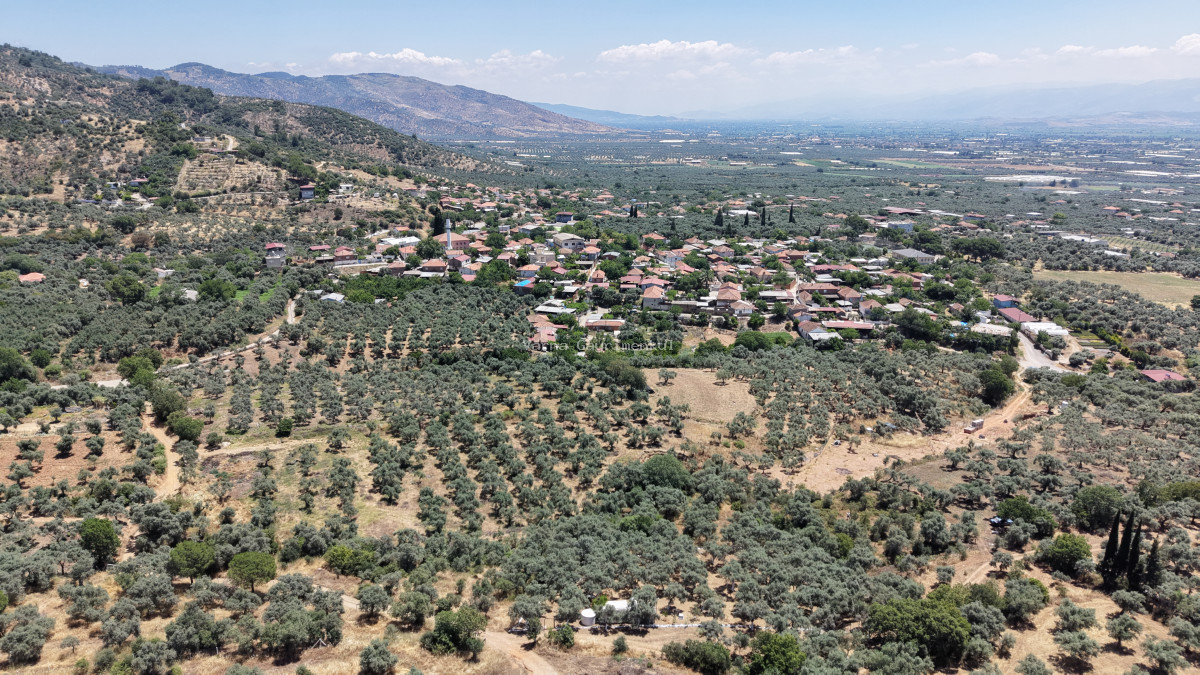 BAYINDIR KIZILCAOVADA SATILIK TEKTAPU KÖYÜN DİBİNDE 2.133 M2 HESAPLI ZEYTİNLİK - 7
