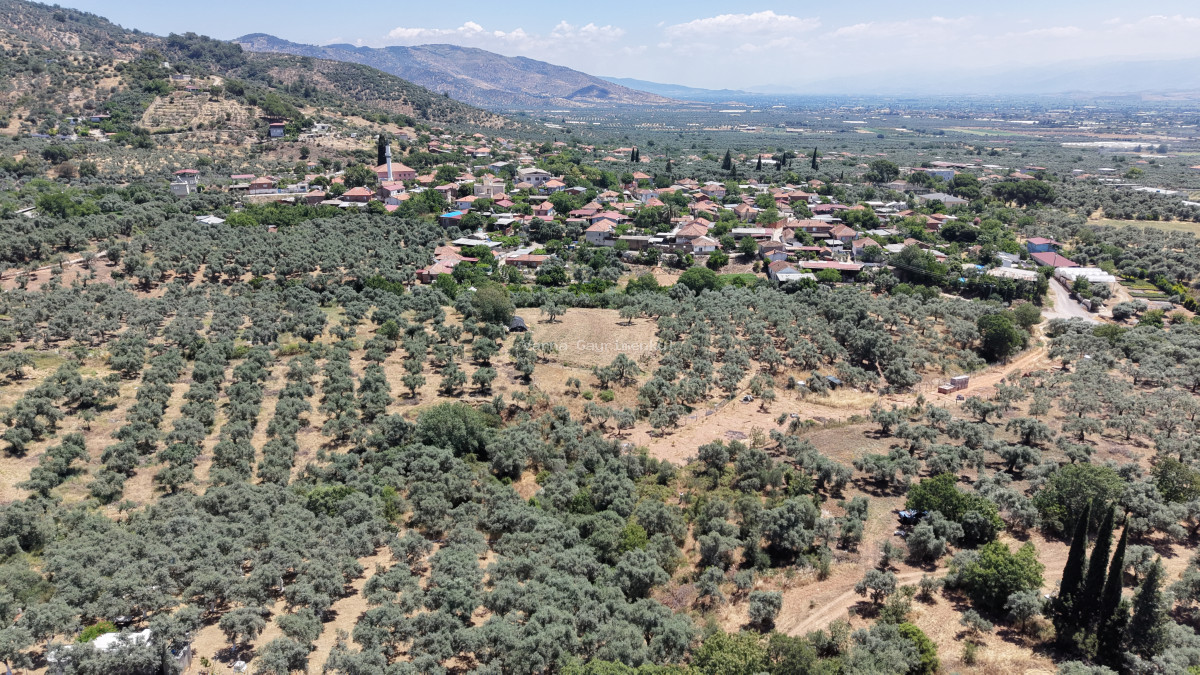 BAYINDIR KIZILCAOVADA SATILIK TEKTAPU KÖYÜN DİBİNDE 2.133 M2 HESAPLI ZEYTİNLİK - 8