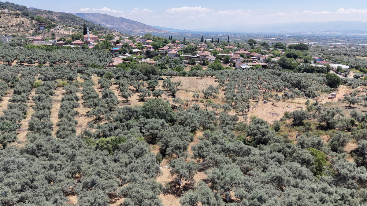 BAYINDIR KIZILCAOVADA SATILIK TEKTAPU KÖYÜN DİBİNDE 2.133 M2 HESAPLI ZEYTİNLİK - 10