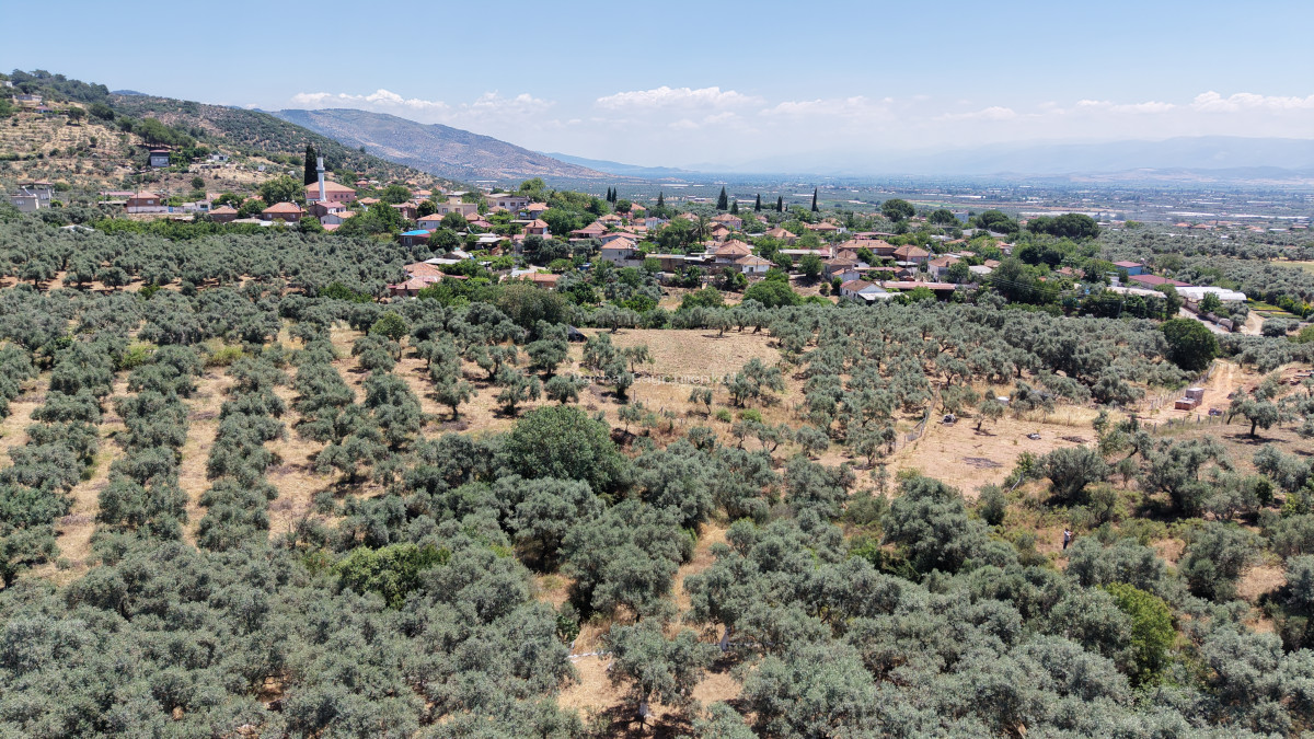 BAYINDIR KIZILCAOVADA SATILIK TEKTAPU KÖYÜN DİBİNDE 2.133 M2 HESAPLI ZEYTİNLİK - 11