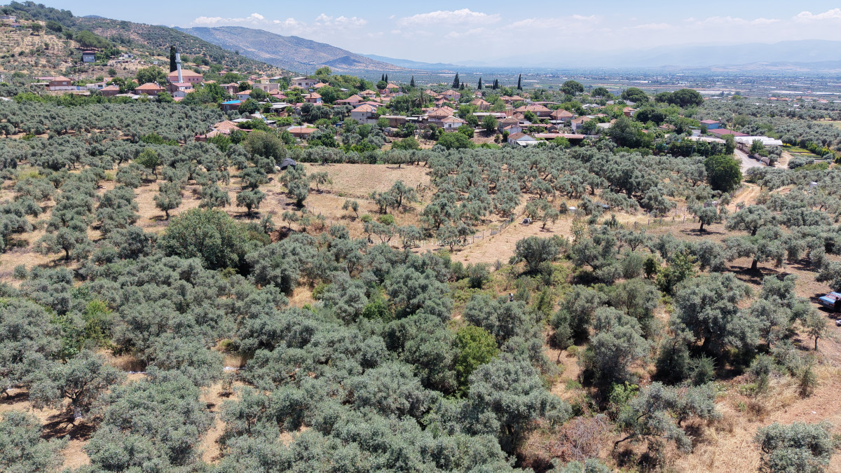BAYINDIR KIZILCAOVADA SATILIK TEKTAPU KÖYÜN DİBİNDE 2.133 M2 HESAPLI ZEYTİNLİK - 12
