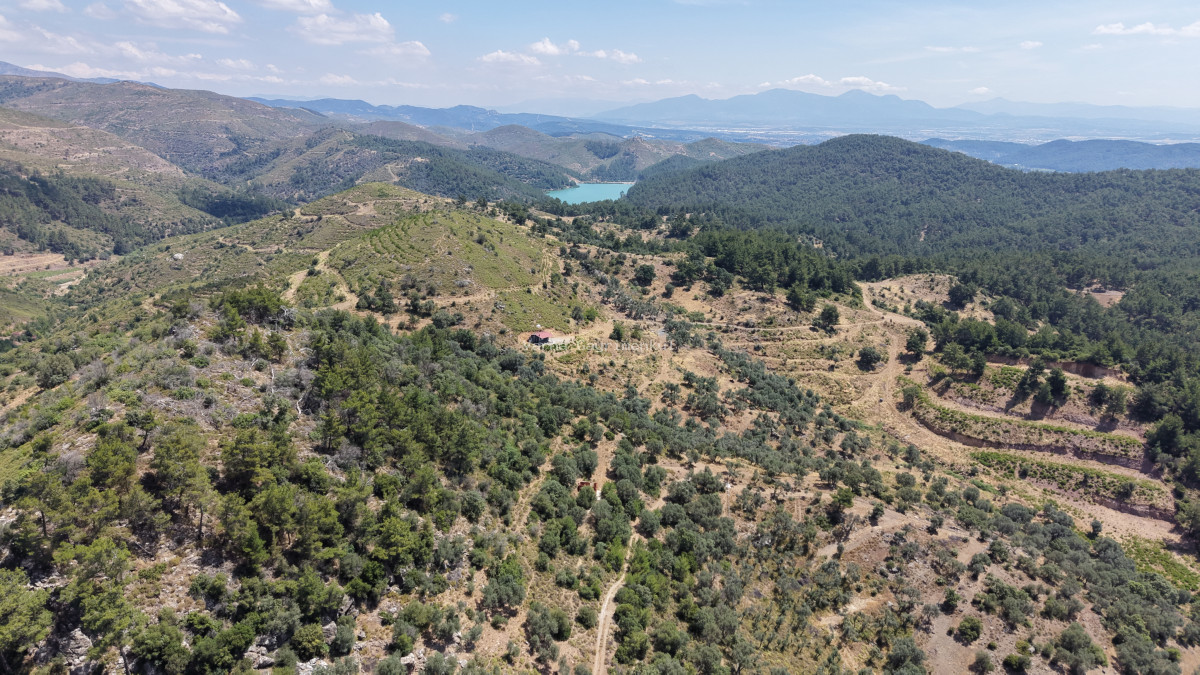 İZMİR YENİKÖYDE SATILIK TEKTAPU 9.050 M2 ANAYOLA KÖYE YAKIN KELEPİR ZEYTİNLİK