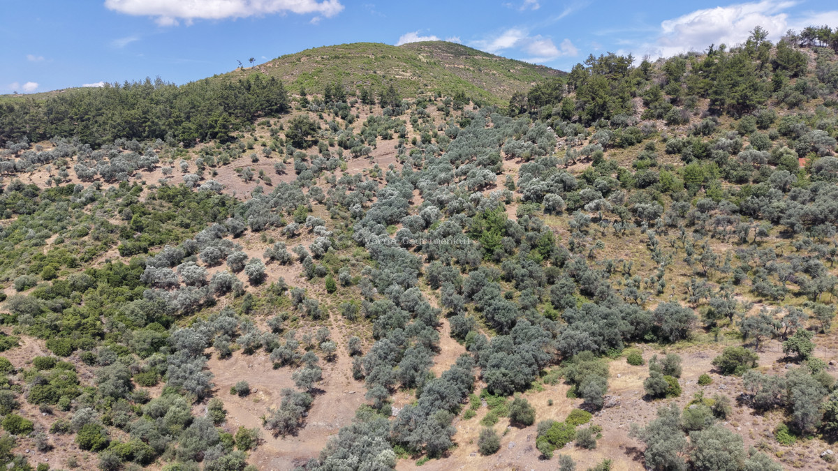 İZMİR YENİKÖYDE SATILIK TEKTAPU 9.050 M2 ANAYOLA KÖYE YAKIN KELEPİR ZEYTİNLİK - 3