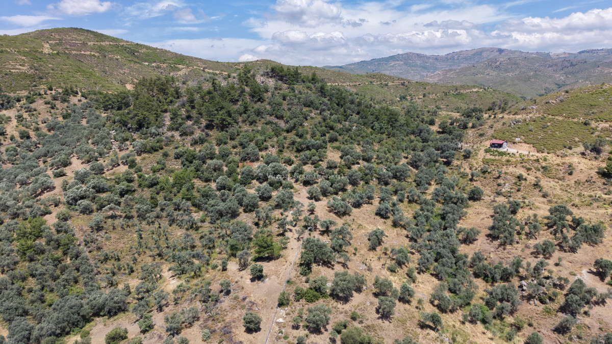 İZMİR YENİKÖYDE SATILIK TEKTAPU 9.050 M2 ANAYOLA KÖYE YAKIN KELEPİR ZEYTİNLİK - 4