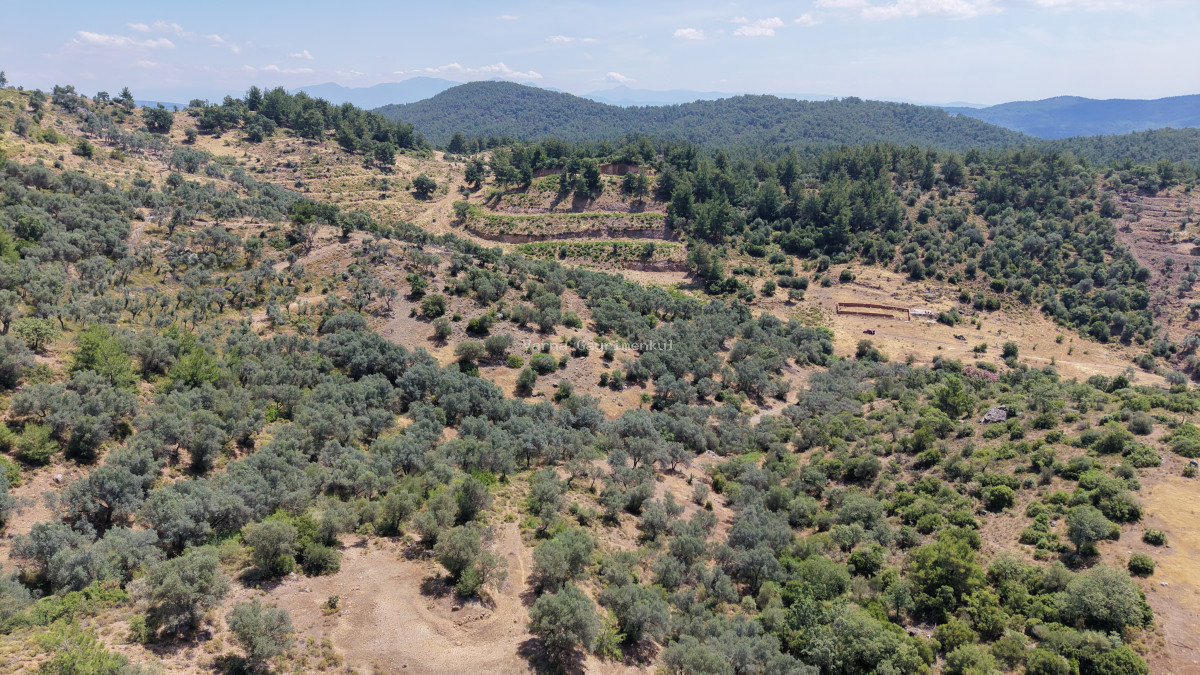 İZMİR YENİKÖYDE SATILIK TEKTAPU 9.050 M2 ANAYOLA KÖYE YAKIN KELEPİR ZEYTİNLİK - 5