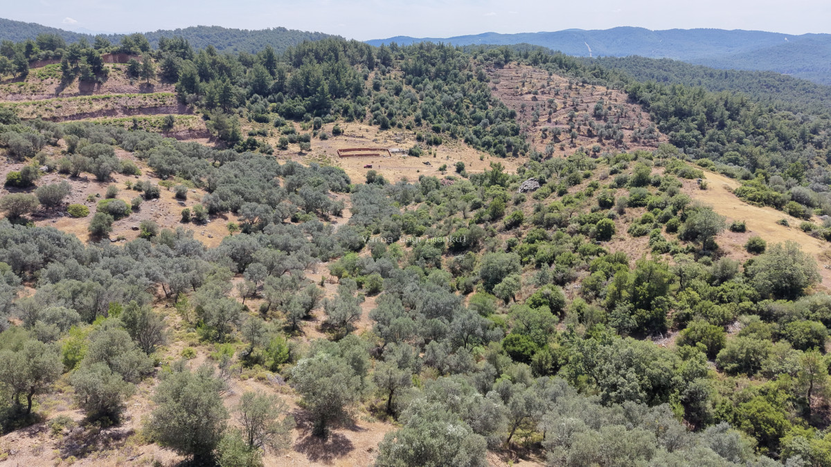 İZMİR YENİKÖYDE SATILIK TEKTAPU 9.050 M2 ANAYOLA KÖYE YAKIN KELEPİR ZEYTİNLİK - 6