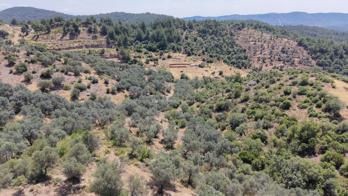 İZMİR YENİKÖYDE SATILIK TEKTAPU 9.050 M2 ANAYOLA KÖYE YAKIN KELEPİR ZEYTİNLİK - 7