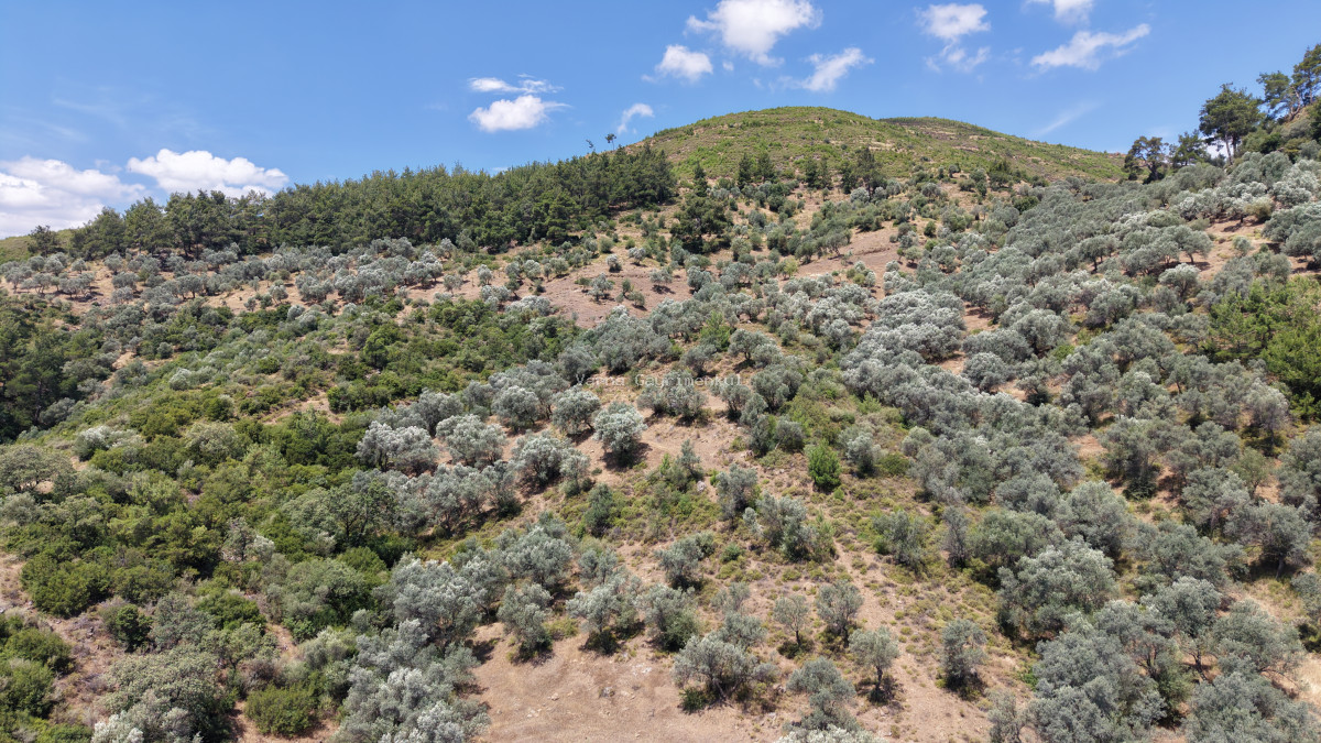 İZMİR YENİKÖYDE SATILIK TEKTAPU 9.050 M2 ANAYOLA KÖYE YAKIN KELEPİR ZEYTİNLİK - 8