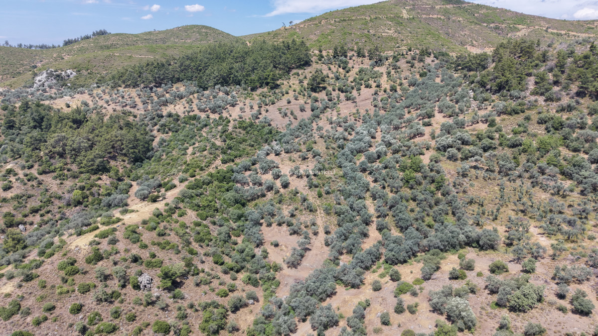 İZMİR YENİKÖYDE SATILIK TEKTAPU 9.050 M2 ANAYOLA KÖYE YAKIN KELEPİR ZEYTİNLİK - 9
