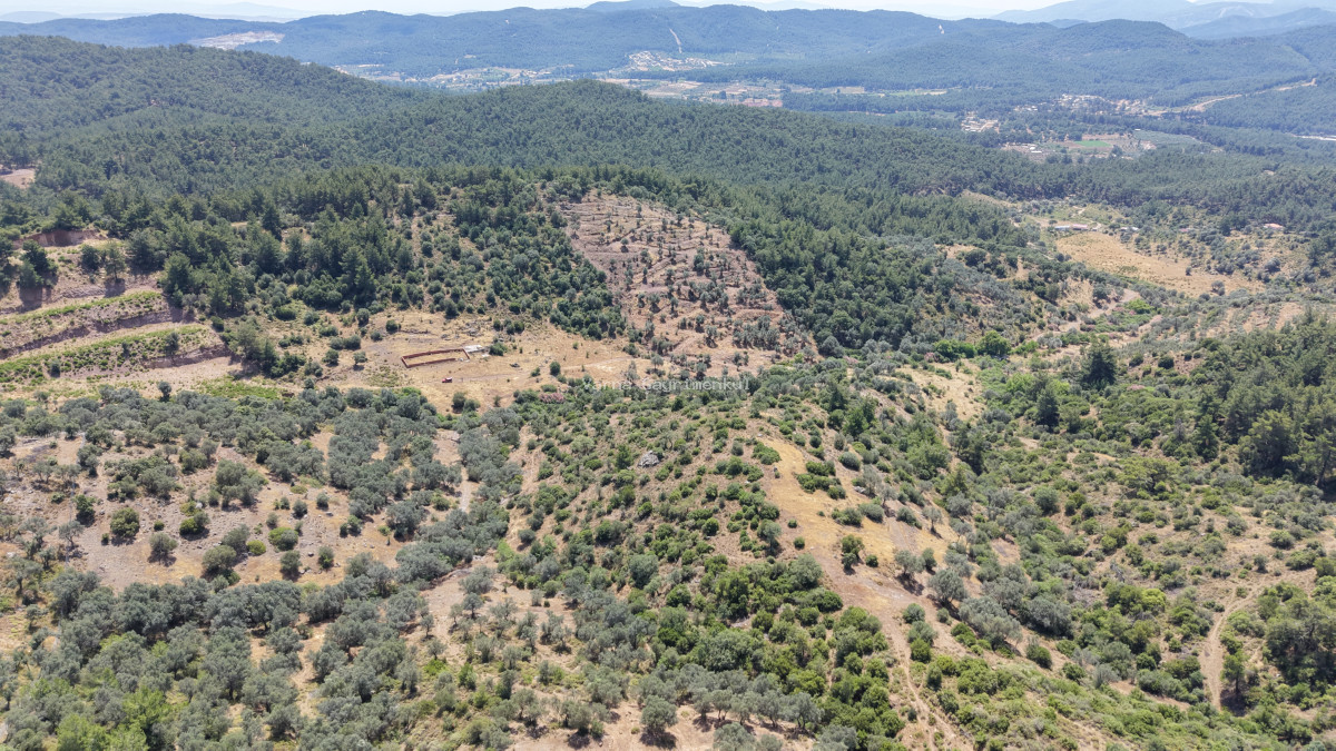 İZMİR YENİKÖYDE SATILIK TEKTAPU 9.050 M2 ANAYOLA KÖYE YAKIN KELEPİR ZEYTİNLİK - 10