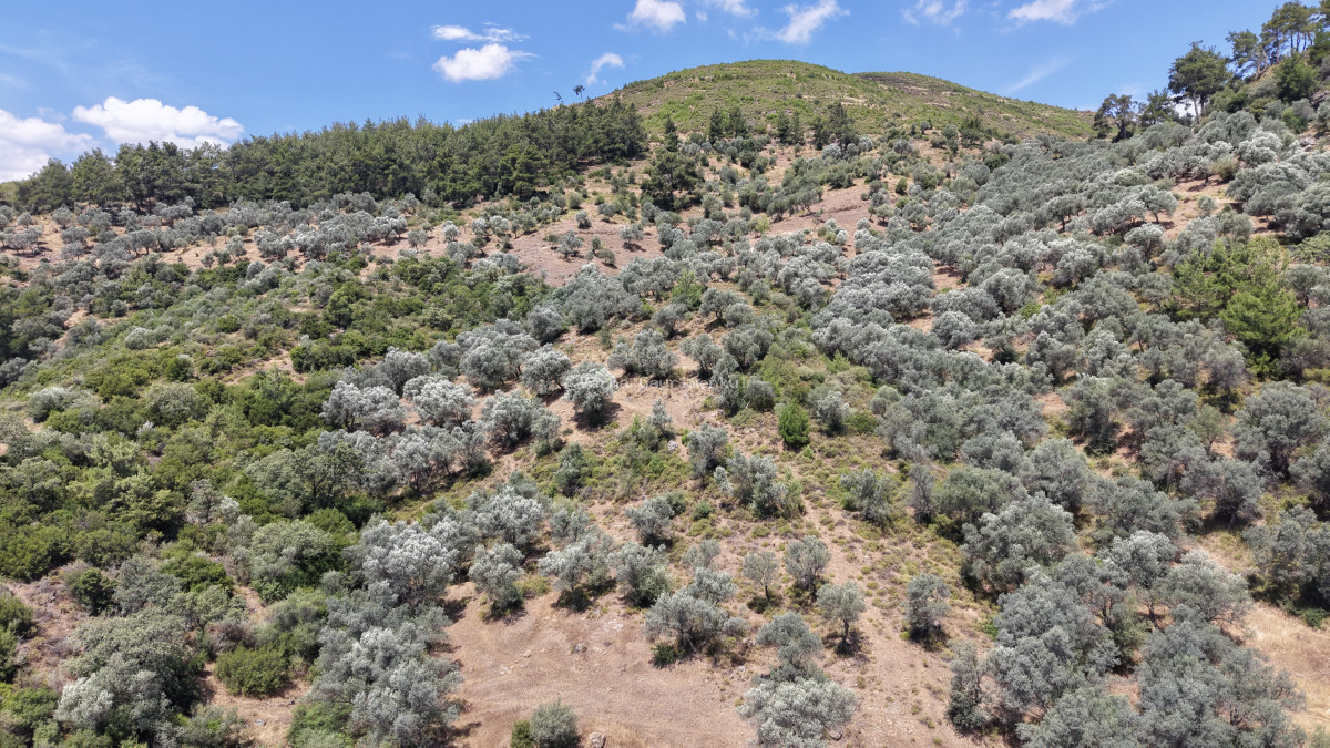 İZMİR YENİKÖYDE SATILIK TEKTAPU 9.050 M2 ANAYOLA KÖYE YAKIN KELEPİR ZEYTİNLİK - 11
