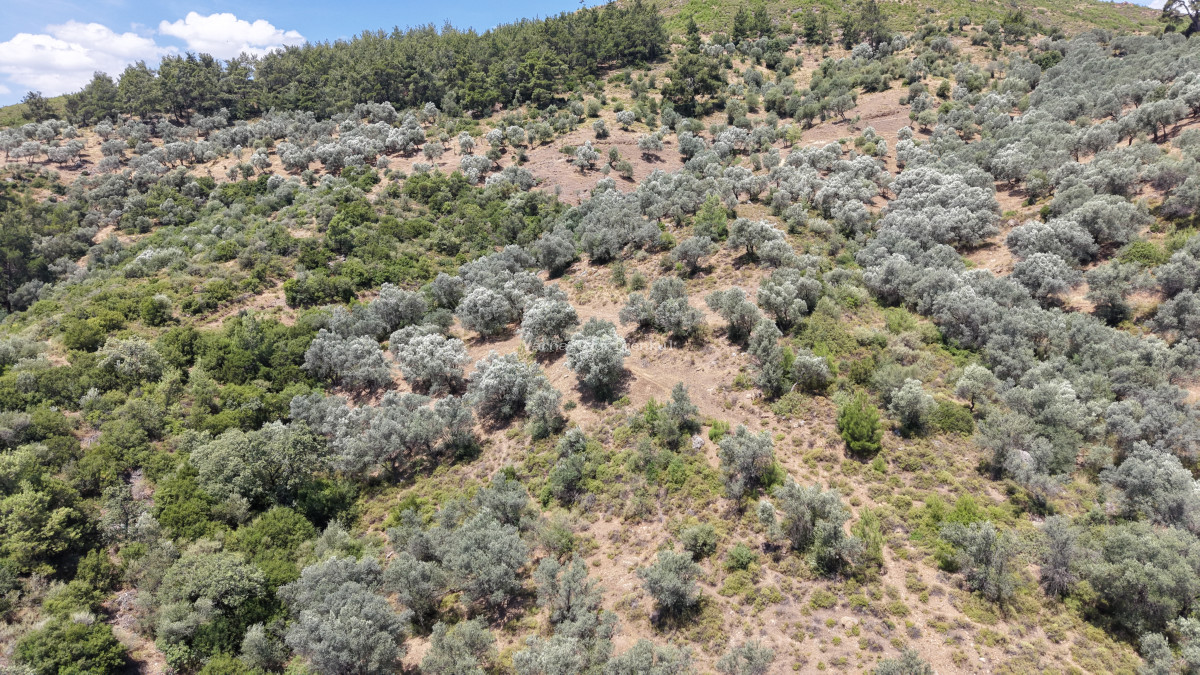 İZMİR YENİKÖYDE SATILIK TEKTAPU 9.050 M2 ANAYOLA KÖYE YAKIN KELEPİR ZEYTİNLİK - 12