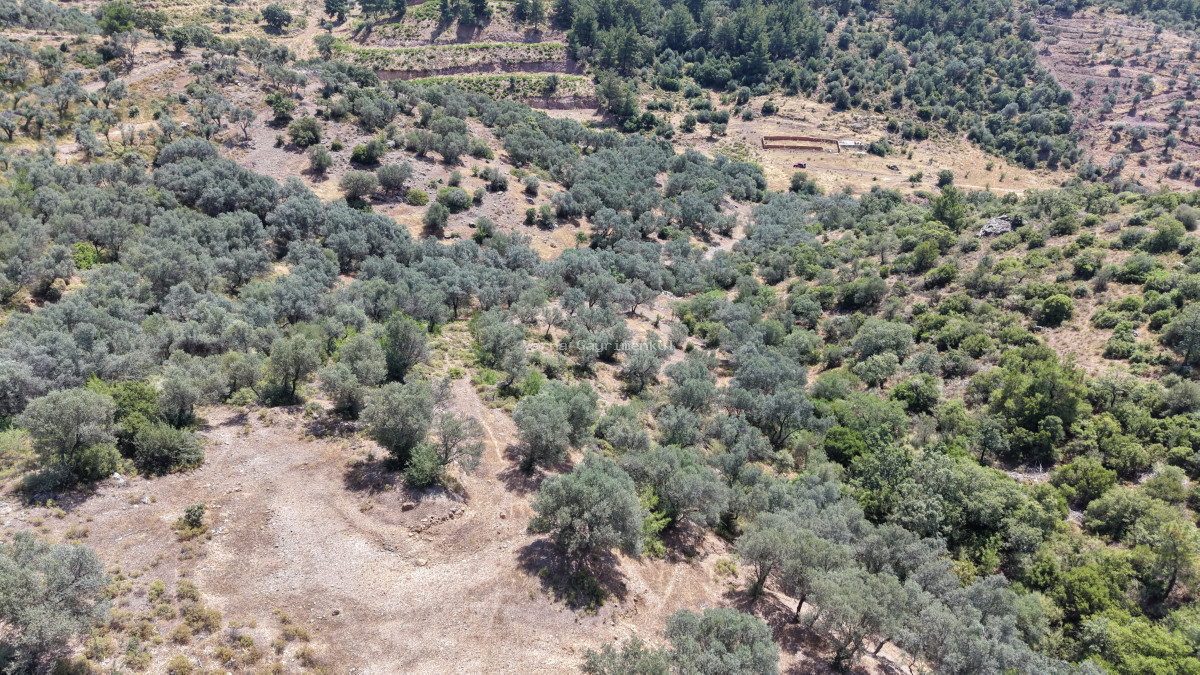 İZMİR YENİKÖYDE SATILIK TEKTAPU 9.050 M2 ANAYOLA KÖYE YAKIN KELEPİR ZEYTİNLİK - 13