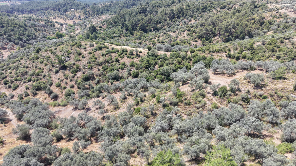 İZMİR YENİKÖYDE SATILIK TEKTAPU 9.050 M2 ANAYOLA KÖYE YAKIN KELEPİR ZEYTİNLİK - 14