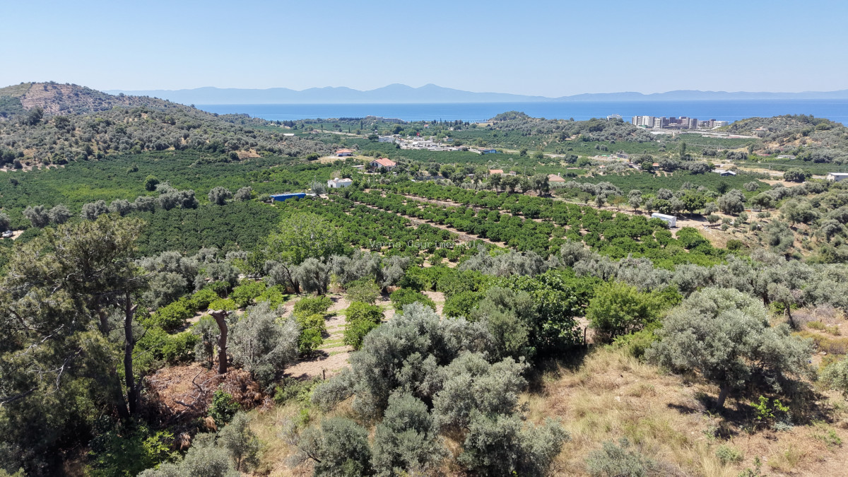 İZMİR ÖZDEREDE SATILIK DENİZ MANZARALI TEKTAPU 1.961 M2 YATIRIMLIK BAHÇE - 4