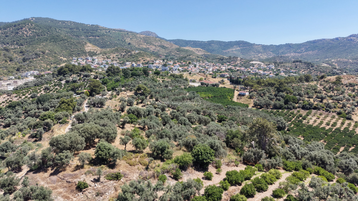 İZMİR ÖZDEREDE SATILIK DENİZ MANZARALI TEKTAPU 1.961 M2 YATIRIMLIK BAHÇE - 13