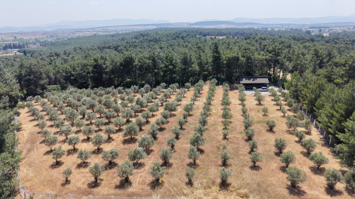 İZMİR YEŞİLKÖYDE SATILIK TEKTAPU 5.157 M2 HAVAALANINA YAKIN HARİKA ÇİFTLİK