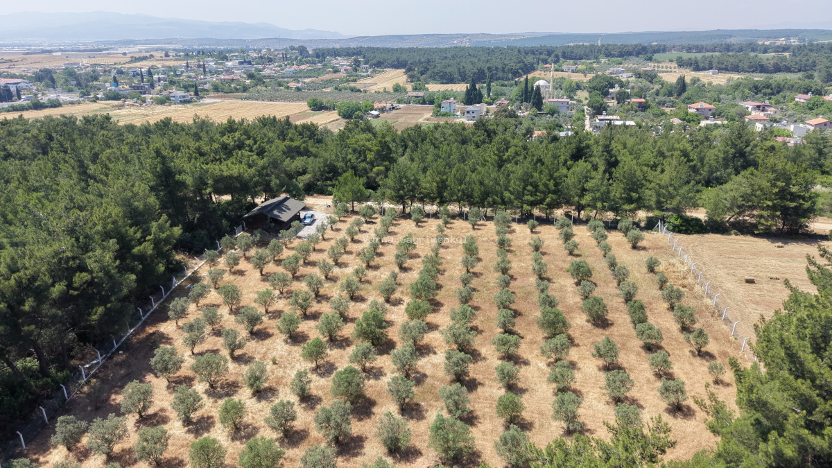 İZMİR YEŞİLKÖYDE SATILIK TEKTAPU 5.157 M2 HAVAALANINA YAKIN HARİKA ÇİFTLİK - 2