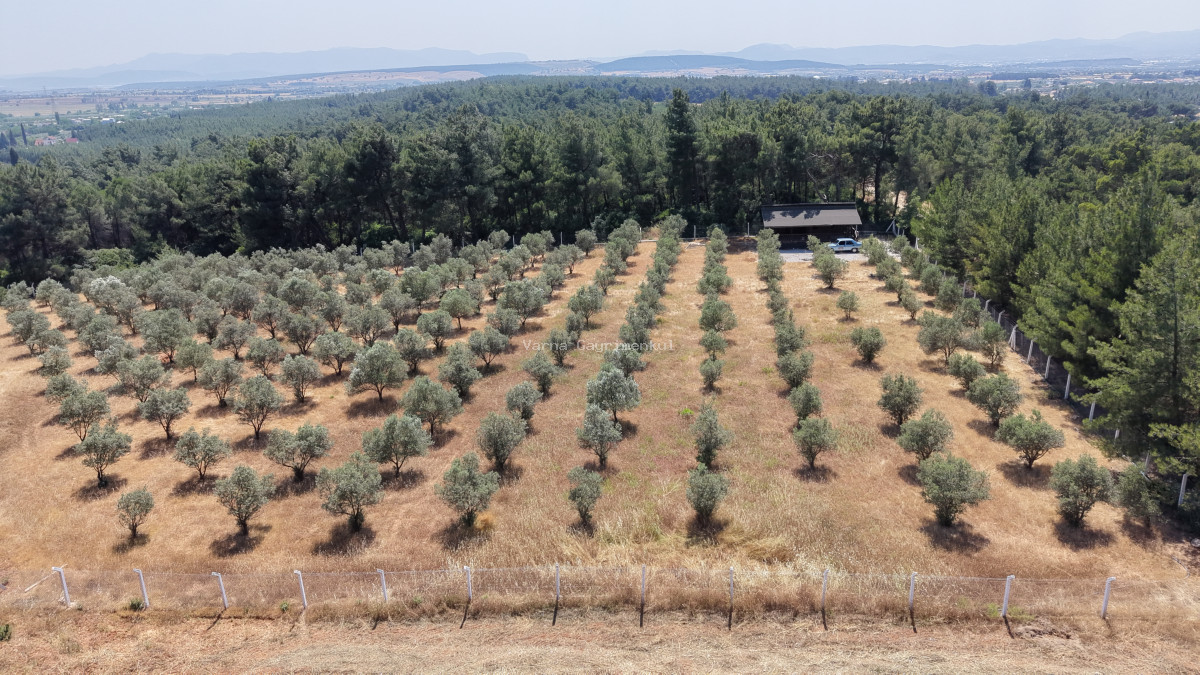 İZMİR YEŞİLKÖYDE SATILIK TEKTAPU 5.157 M2 HAVAALANINA YAKIN HARİKA ÇİFTLİK - 3