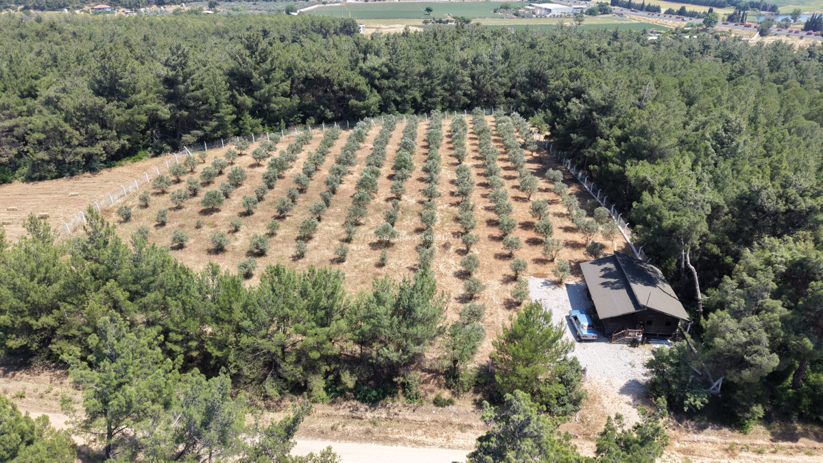 İZMİR YEŞİLKÖYDE SATILIK TEKTAPU 5.157 M2 HAVAALANINA YAKIN HARİKA ÇİFTLİK - 6