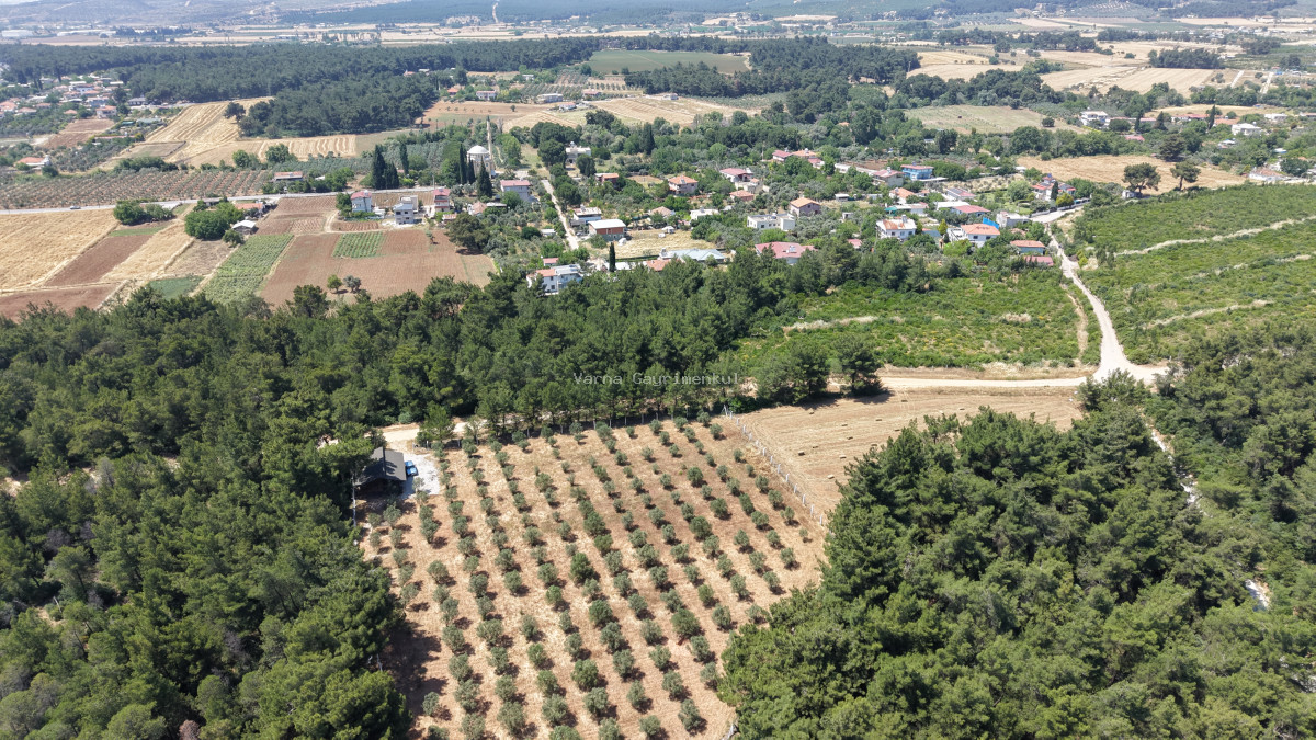 İZMİR YEŞİLKÖYDE SATILIK TEKTAPU 5.157 M2 HAVAALANINA YAKIN HARİKA ÇİFTLİK - 13