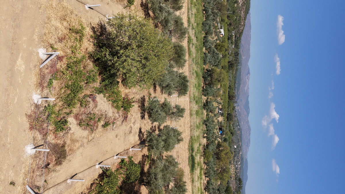 MENDERES DEREKÖYDE SATILIK 460 M2 TAPULU MERKEZE YAKIN ÇEVRİLİ HARİKA BAHÇE - 6